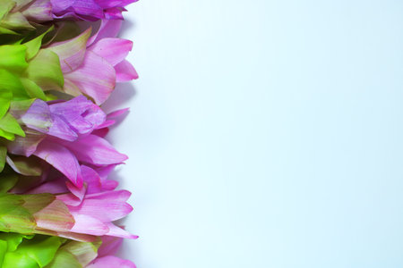 Fresh Pink Curcuma Siam Tulip Floral Border Isolated on White Background. The Tropical Floral Background and Delicate Pastel Botanical Composition Ideal for Design and Greetingの写真素材