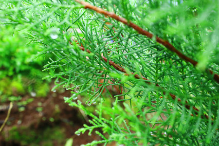 Vibrant green conifer branch covered in fresh dew drops, captured in soft natural light,...