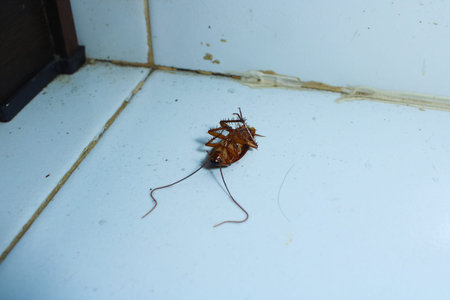 Dead Cockroach Lying Upside Down on Tiled Floor, Symbolizing Successful Pest Control Extermination,...