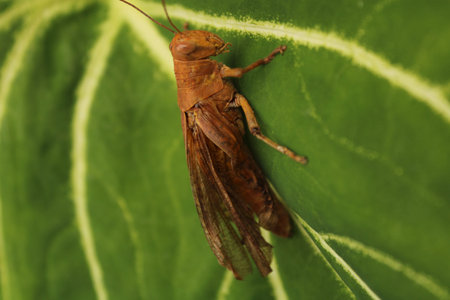 Brown grasshopper perched on a vibrant green leaf. Macro close up showcasing insect detail for...
