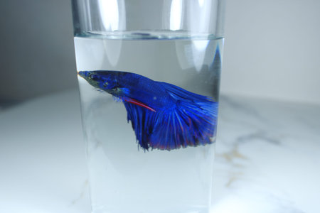 Royal blue Betta fish swimming inside a clear glass of water. Minimalist aquatic concept showing...
