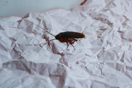 Close up of a Cockroach on Wrinkled White Paper. Macro Image Representing Pest Infestation,...