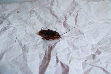Close up of a Cockroach on Wrinkled White Paper. Macro Image Representing Pest Infestation,...