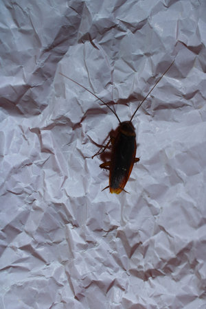 Close up of a Cockroach on Wrinkled White Paper. Macro Image Representing Pest Infestation,...