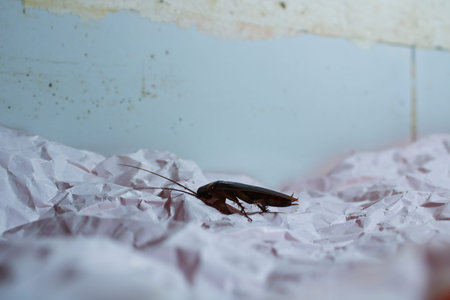 Close up of a Cockroach on Wrinkled White Paper. Macro Image Representing Pest Infestation,...