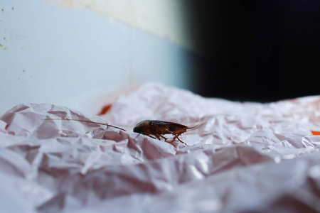 Close up of a Cockroach on Wrinkled White Paper. Macro Image Representing Pest Infestation,...