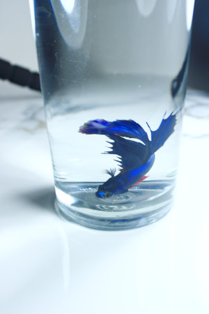 Royal blue Betta fish swimming inside a clear glass of water. Minimalist aquatic concept showing...