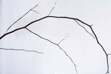 Minimalist Dry Tree Branch on Soft Neutral Background. Organic Lines and Natural Composition for...