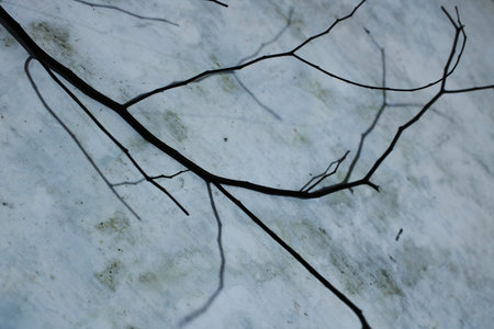 Bare Tree Branches Casting Dramatic Shadows on Weathered Concrete Wall. Moody Abstract Background...