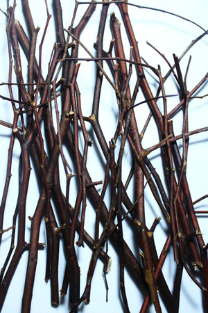 Detailed Pattern of Dry Twigs on White Background, Rustic Natural Texture for Eco Design, Organic...