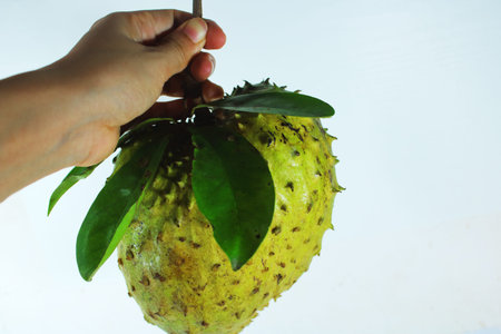 Hand Holding Large Fresh Soursop Fruit with Green Leaves Isolated on White. Tropical Graviola Guanabana for Healthy Nutrition, Organic Food, and Natural Lifestyleの写真素材