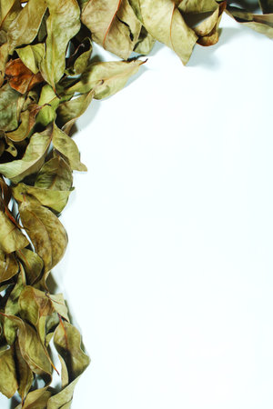 Autumn Border Frame of Dried Brown Leaves Isolated on White Backgroundの写真素材