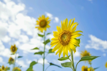 Sunflower fieldの素材
