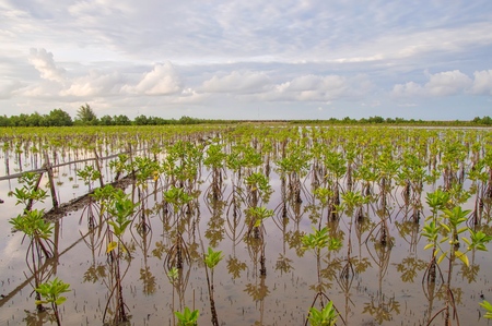 View of young mangrove tree in the sea with blue skyの写真素材