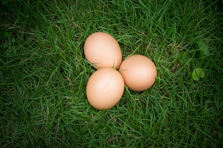 Chicken eggs on green grassの写真素材