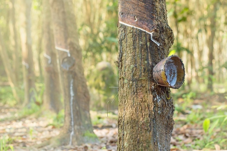Close up of rubber treeの写真素材