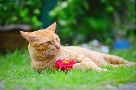 Cute cat with flower in gardenの写真素材