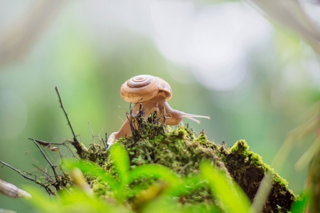 Snail crawling on old wood with moss in gardenの写真素材
