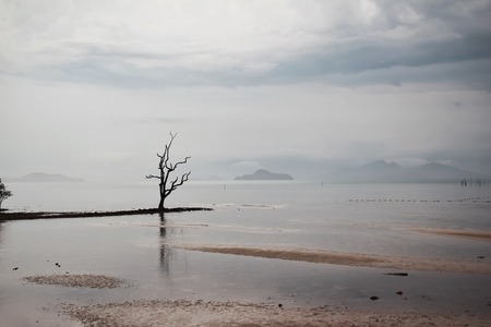 View of alone tree at the lakeの写真素材