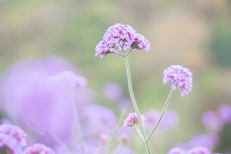 Purple verbina flower in the gardenの写真素材