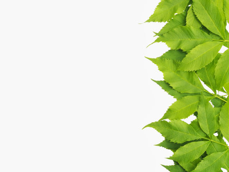 Green leaf's on white background for nature concept