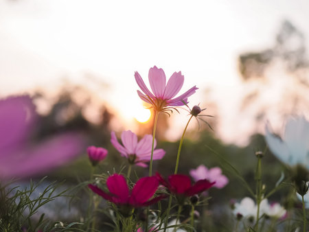 Pink cosmos flower in the garden with sunset timeの写真素材