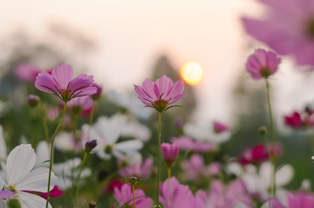 Pink cosmos flower in the garden with sunset timeの写真素材