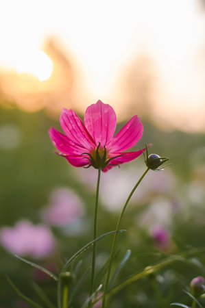 Pink cosmos flower in the garden with sunset timeの写真素材