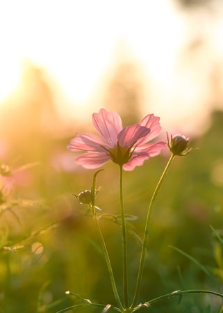 Pink cosmos flower in the garden with sunset timeの写真素材