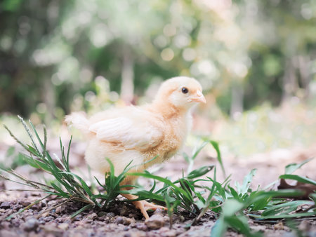 A little chicken in gardenの写真素材