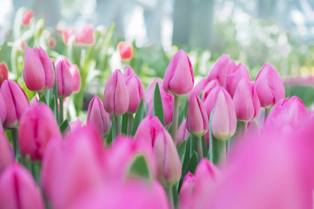 Pink tulip in the gardenの写真素材