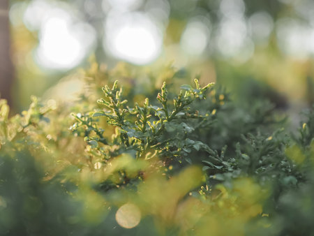 Close up green leaf with sunlightの写真素材