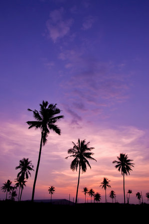 Silhouette of coconut tree with twilight skyの写真素材