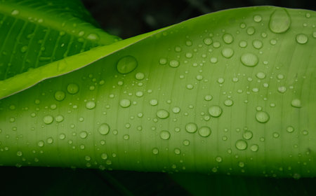Water drops on green leaf for background.の写真素材