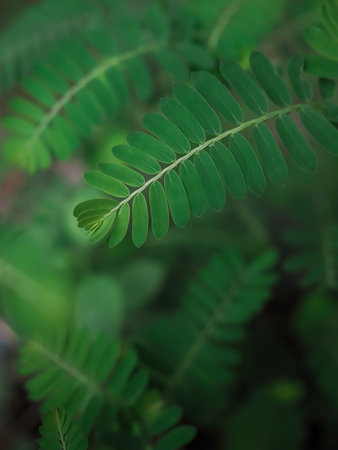 Close up green leaf in the garden for natural background. World environment day concept.の写真素材