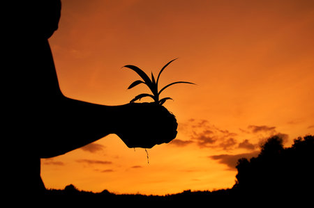 Silhouette of man holding a growing plants in his hand with sunset skyの写真素材