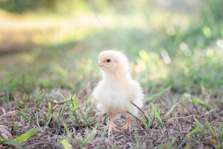 A chicken baby in the gardenの写真素材