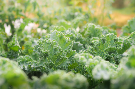 Closeup of a green organic kale. curly leaves Kale. Green salad leaves.
