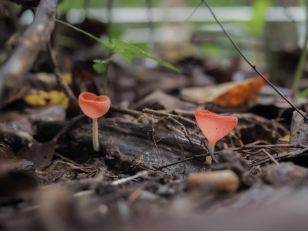 Fungi Cup or Pink burn cup in the forest. Colors of the rainy seasonの写真素材