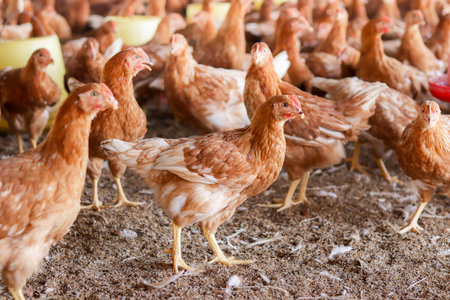A lot of brown chicken in chicken farmの写真素材