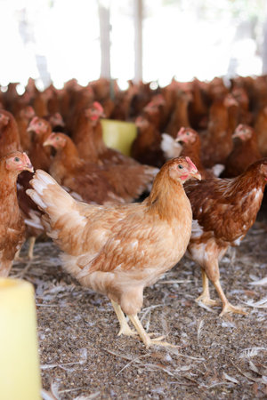 Close up of brown chicken in chicken farmの写真素材