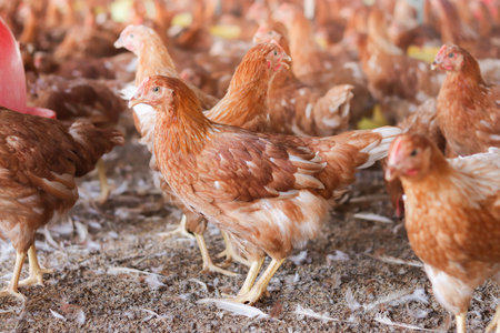 A lot of brown chicken in chicken farmの写真素材