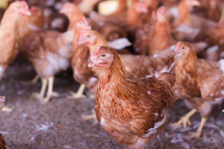 Close up of brown chicken in chicken farmの写真素材
