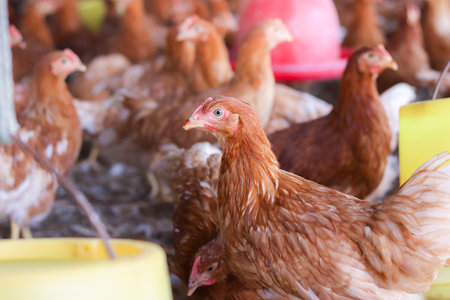 A lot of brown chicken in chicken farmの写真素材