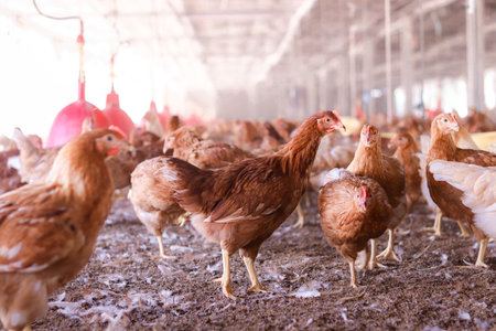 A lot of brown chicken in chicken farmの写真素材