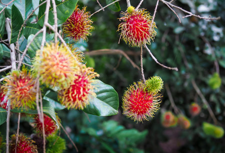 Close-up ripe rambutans on the tree in the garden.の写真素材