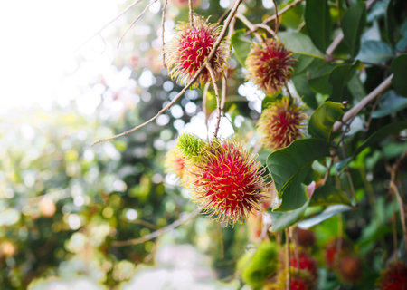 Close-up ripe rambutans on the tree in the garden.の写真素材