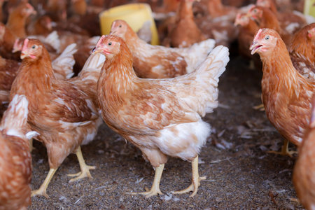 A lot of brown chicken in chicken farmの写真素材