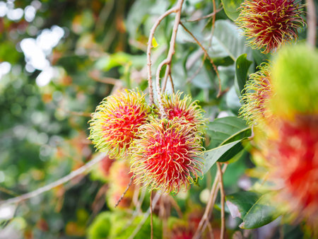 Close-up ripe rambutans on the tree in the garden.の写真素材