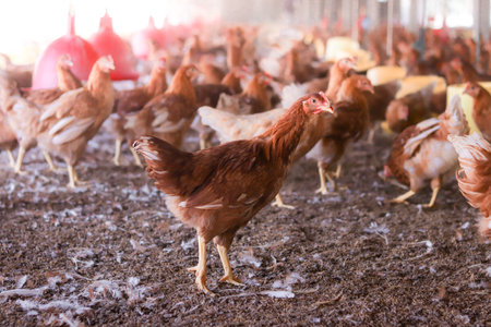 Close up of brown chicken in chicken farmの写真素材